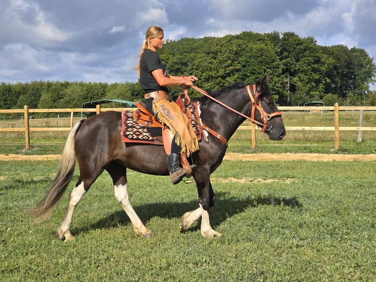 Pinto Klacz 3 lat 148 cm Srokata in Linkenbach