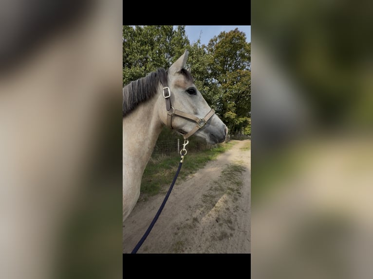 Pinto Klacz 3 lat 150 cm Izabelowata in Losser