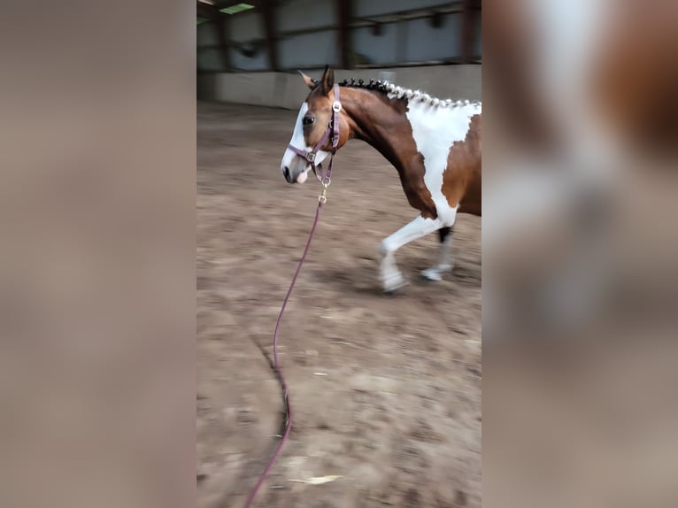 Pinto Klacz 3 lat 150 cm Srokata in Janneby