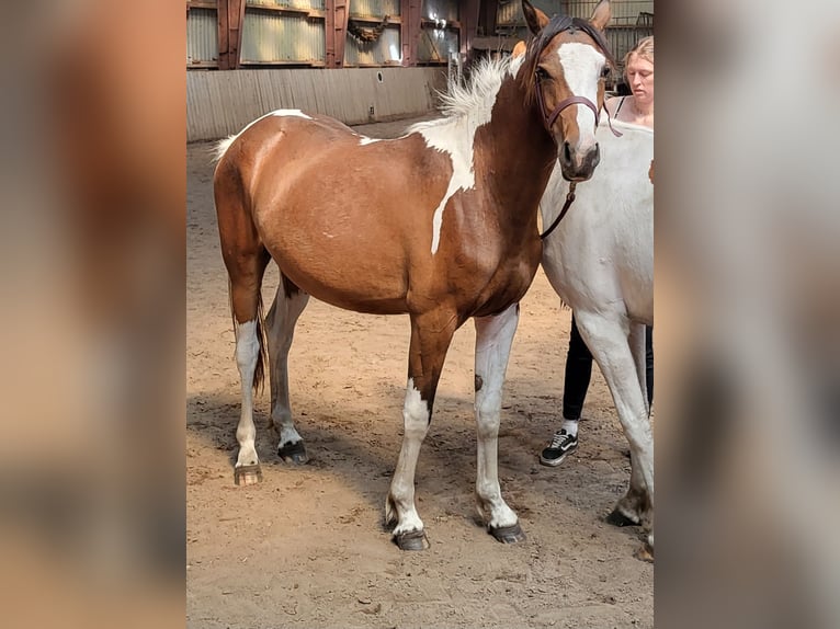 Pinto Klacz 3 lat 150 cm Srokata in Janneby
