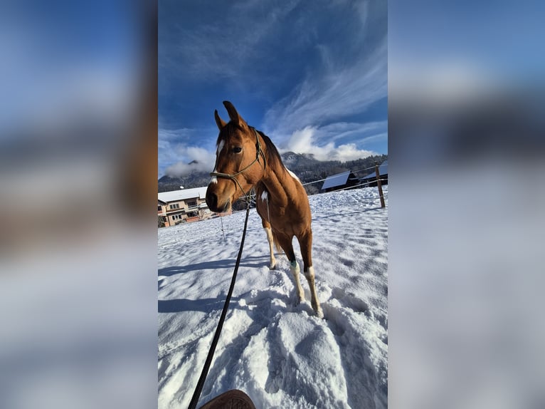Pinto Mix Klacz 3 lat 150 cm Srokata in Hermagor-Pressegger See