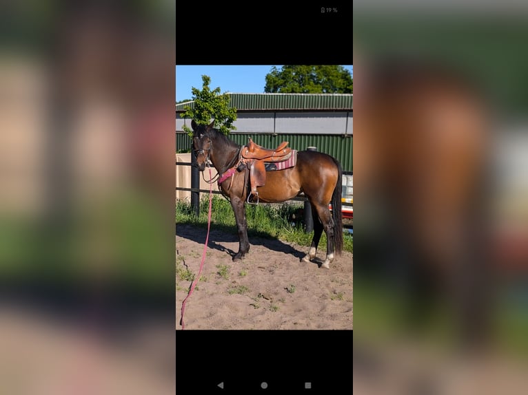 Pinto Klacz 3 lat 170 cm Ciemnogniada in Bar&#xDF;el