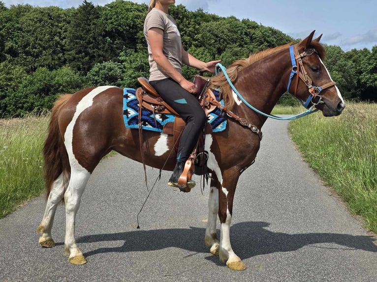 Pinto Klacz 4 lat 145 cm Srokata in Linkenbach