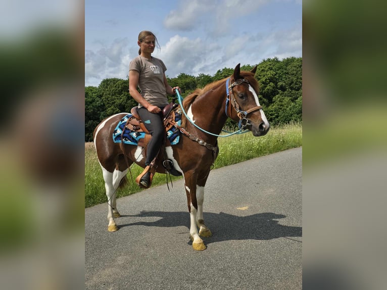 Pinto Klacz 4 lat 145 cm Srokata in Linkenbach