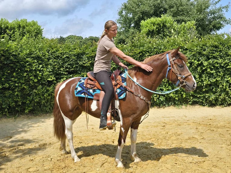 Pinto Klacz 4 lat 145 cm Srokata in Linkenbach