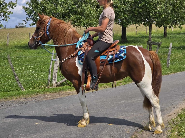 Pinto Klacz 4 lat 145 cm Srokata in Linkenbach