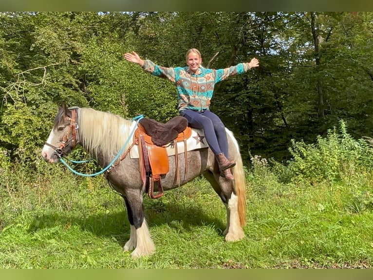 Pinto Klacz 4 lat 147 cm Srokata in Linkenbach