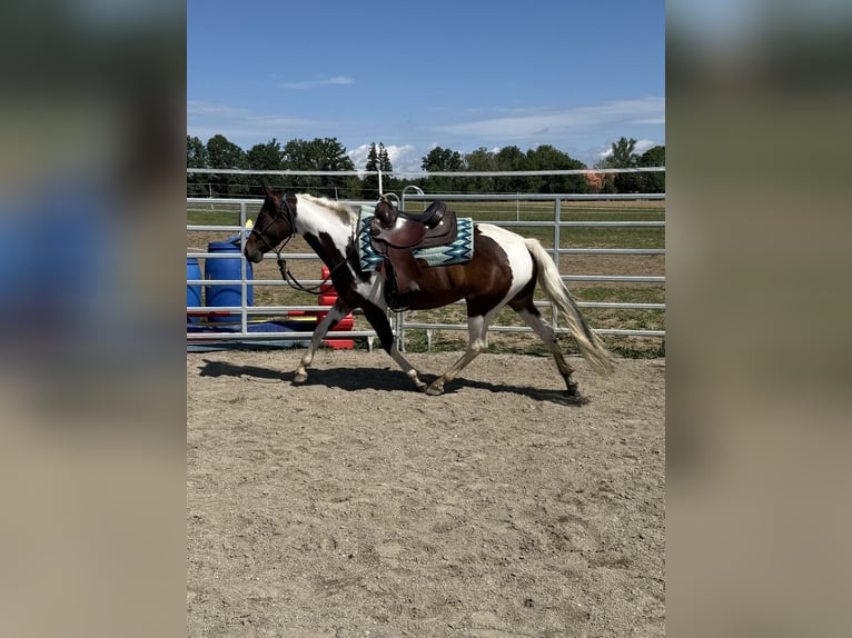 Pinto Klacz 4 lat 148 cm Srokata in Rot an der Rot