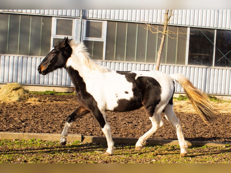 Pinto Mix Klacz 4 lat 152 cm Srokata in Niederzier