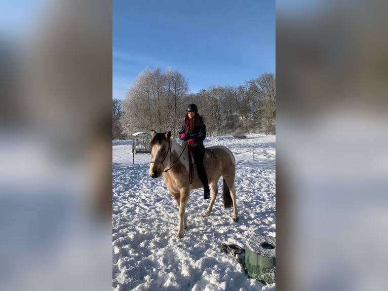 Pinto Mix Klacz 4 lat 153 cm Srokata in Uslar