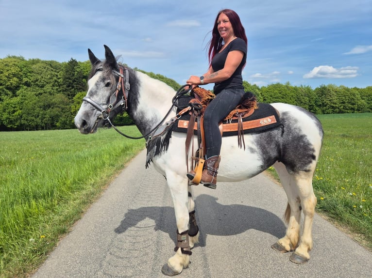 Pinto Klacz 4 lat 154 cm  in Linkenbach