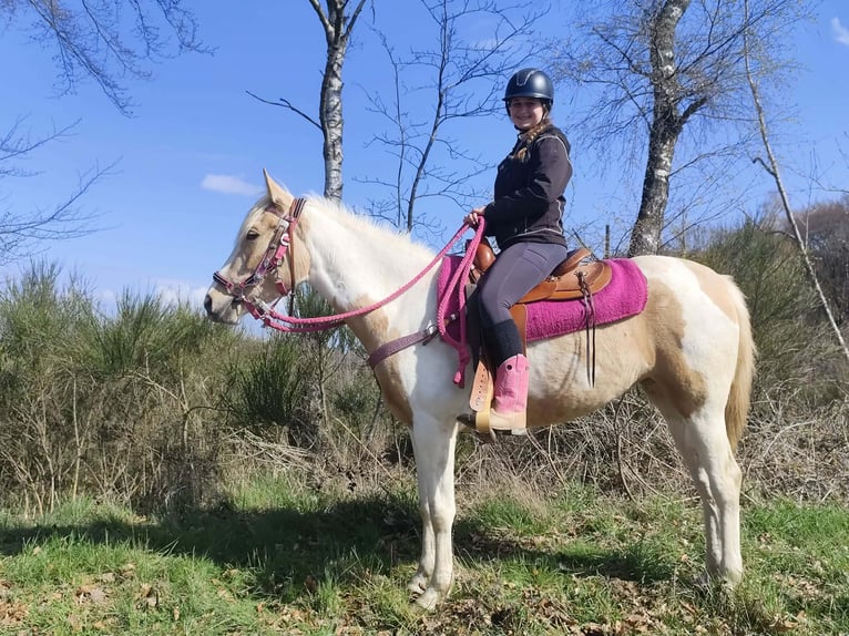 Pinto Klacz 4 lat 155 cm Srokata in Linkenbach