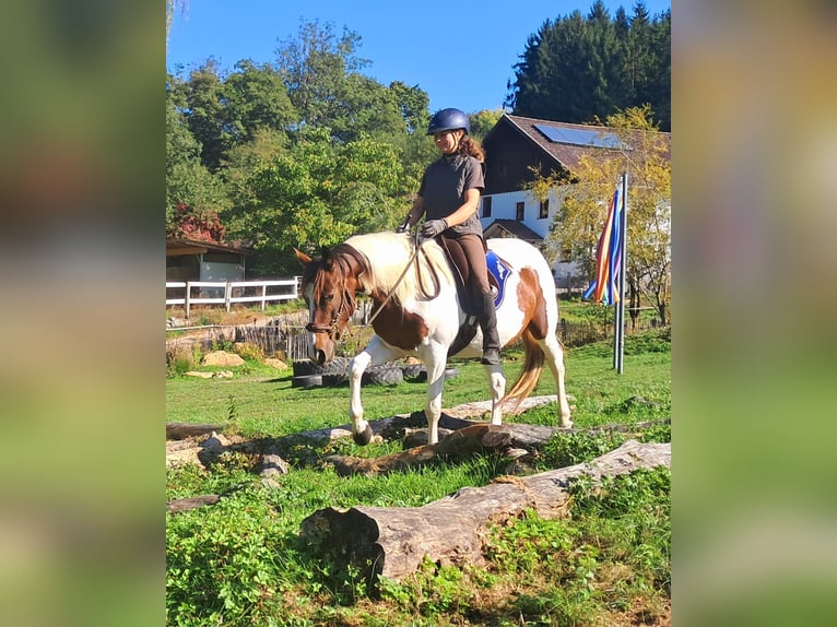 Pinto Klacz 4 lat 157 cm Srokata in Bayerbach