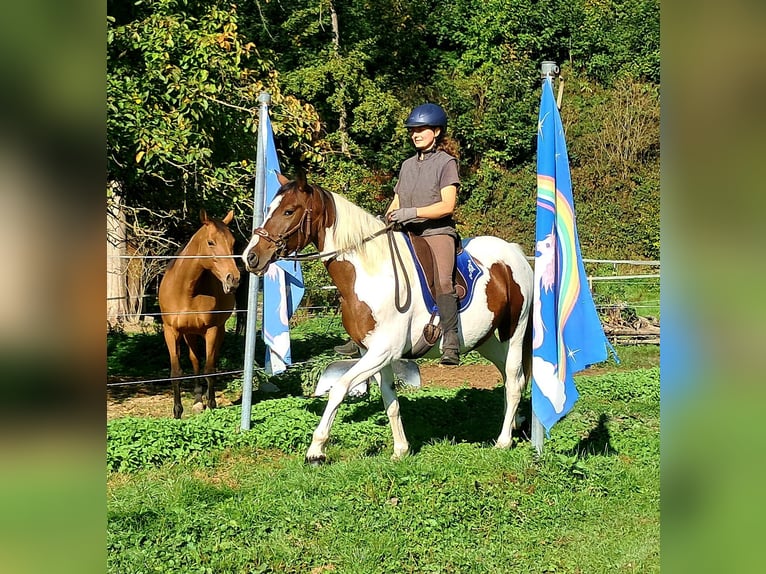 Pinto Klacz 4 lat 157 cm Srokata in Bayerbach