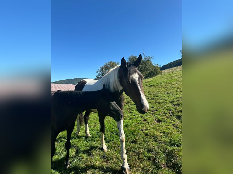 Pinto Klacz 4 lat 167 cm Srokata in Haslach