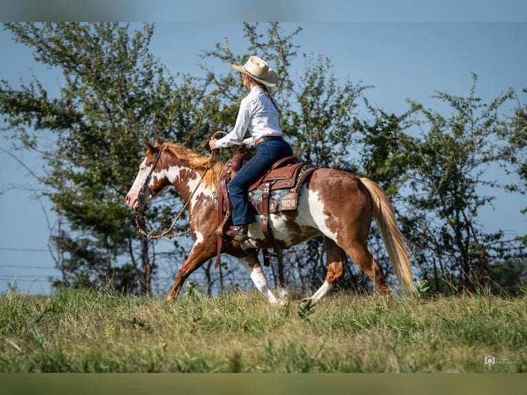 Pinto Klacz 5 lat 137 cm Cisawa in Addison, TX