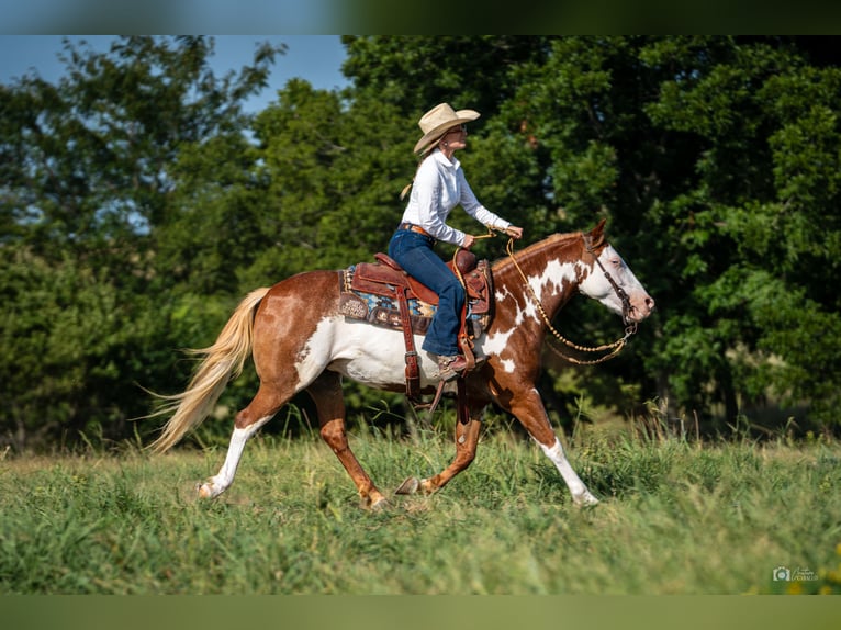 Pinto Klacz 5 lat 137 cm Cisawa in Addison, TX