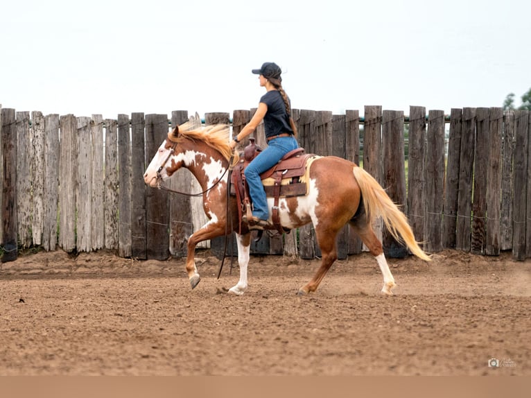 Pinto Klacz 5 lat 137 cm Cisawa in Addison, TX