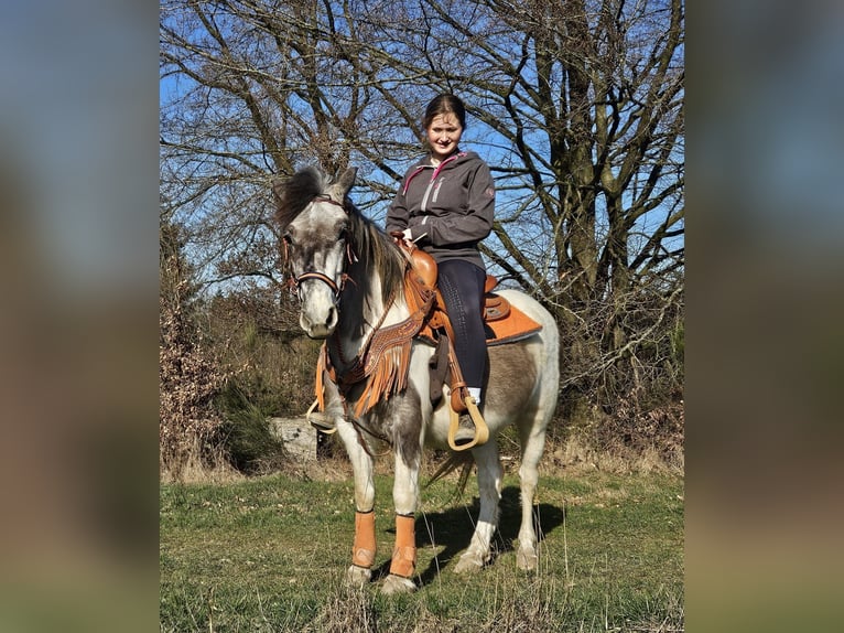 Pinto Klacz 6 lat 136 cm Srokata in Linkenbach