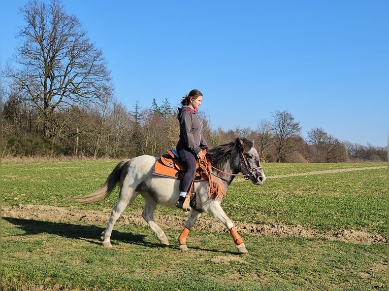 Pinto Klacz 6 lat 136 cm Srokata in Linkenbach