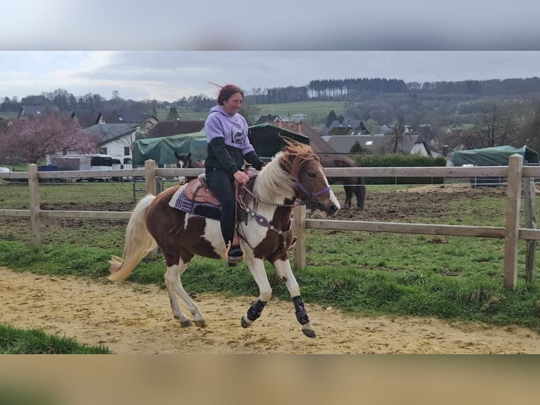 Pinto Klacz 6 lat 140 cm Srokata in Linkenbach