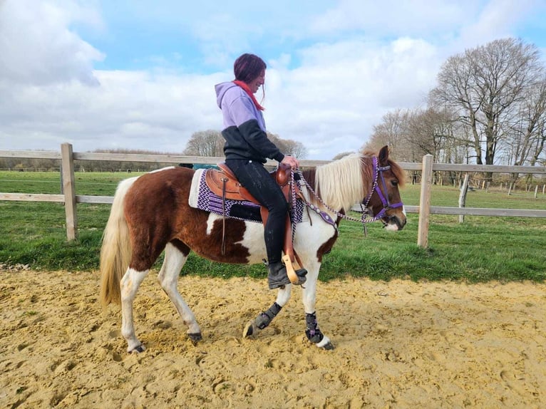 Pinto Klacz 6 lat 140 cm Srokata in Linkenbach