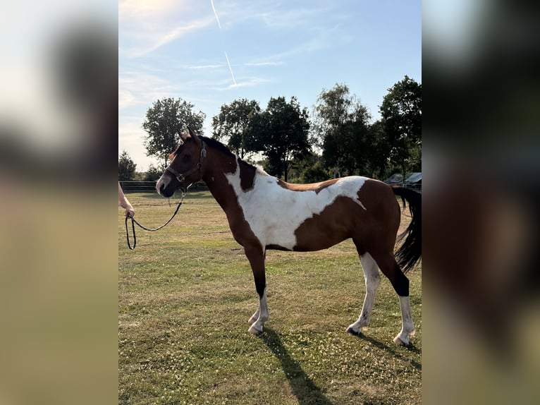 Pinto Klacz 6 lat 145 cm  in Heinbockel