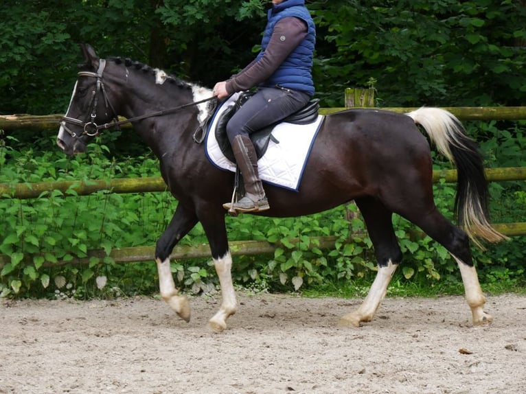 Pinto Klacz 6 lat 145 cm in Dorsten