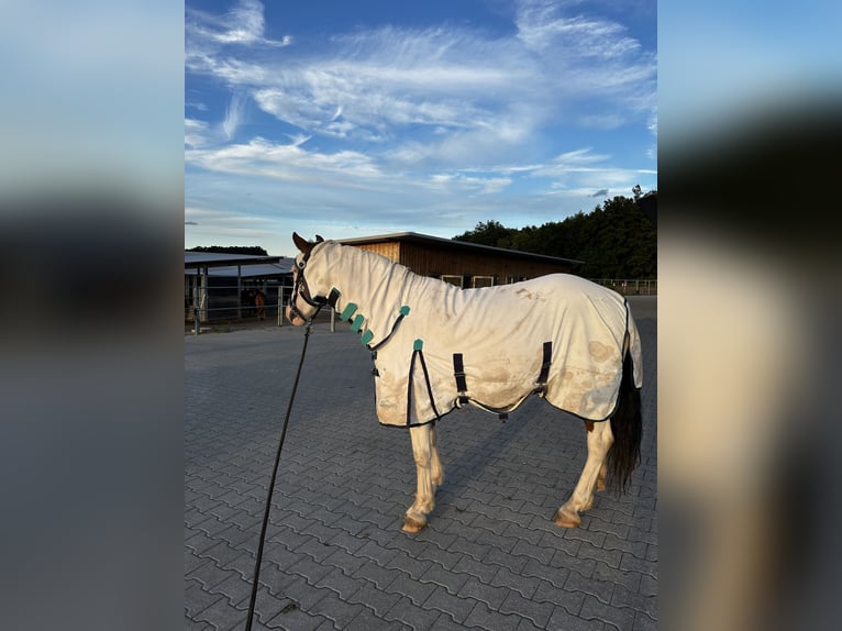 Pinto Klacz 6 lat 146 cm Srokata in F&#xFC;rth