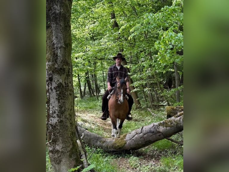 Pinto Klacz 6 lat 150 cm Srokata in Laubach
