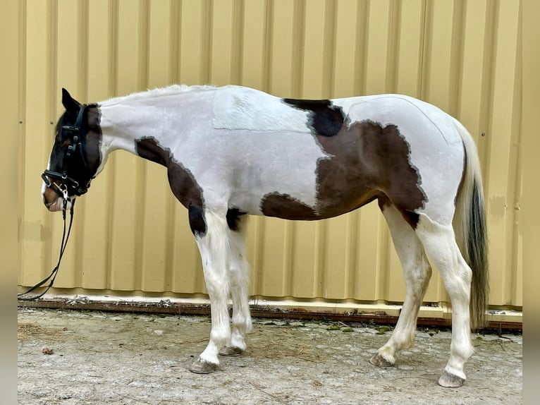 Pinto Klacz 6 lat 150 cm Srokata in Würzburg