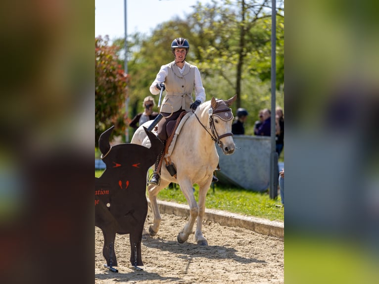 Pinto Klacz 6 lat 155 cm Izabelowata in Dickendorf
