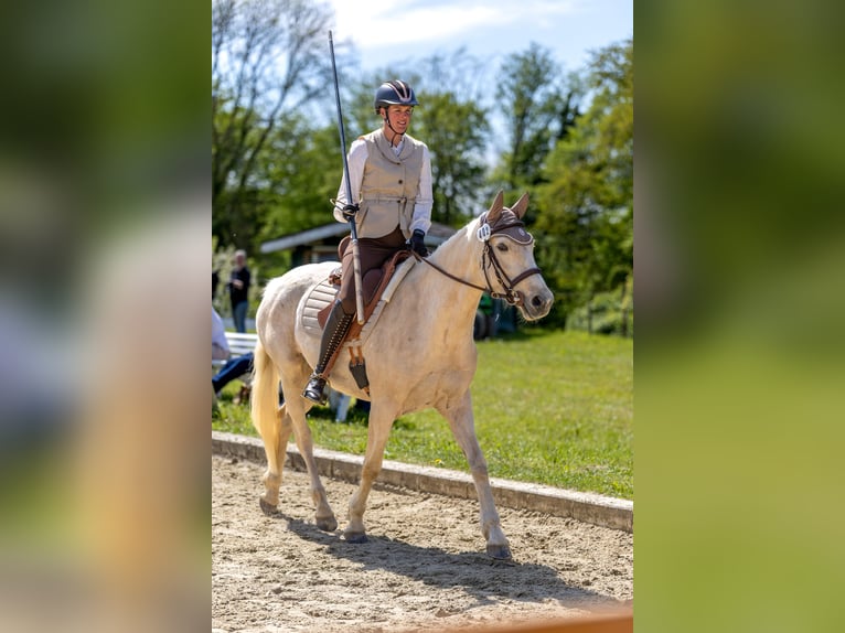 Pinto Klacz 6 lat 155 cm Izabelowata in Dickendorf
