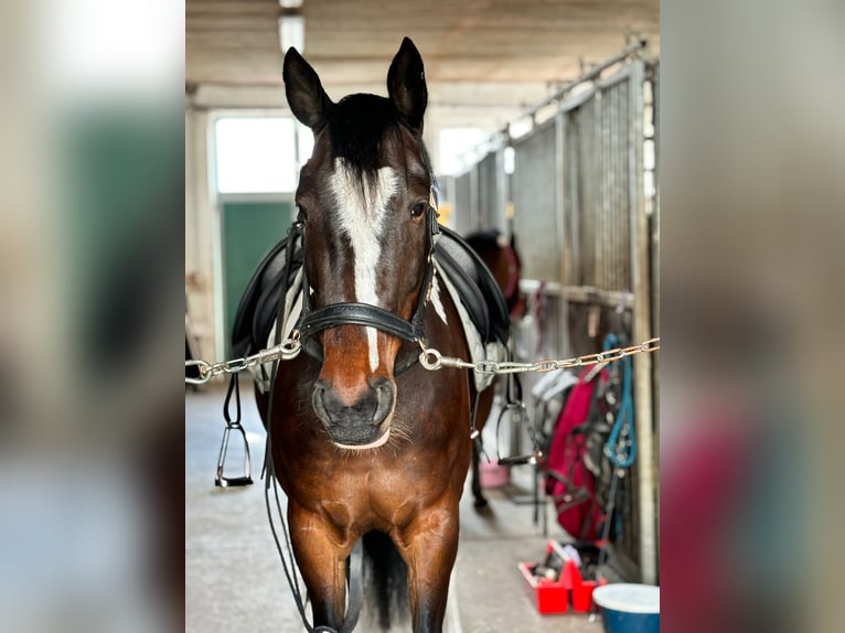 Pinto Klacz 6 lat 155 cm Srokata in Schönwalde