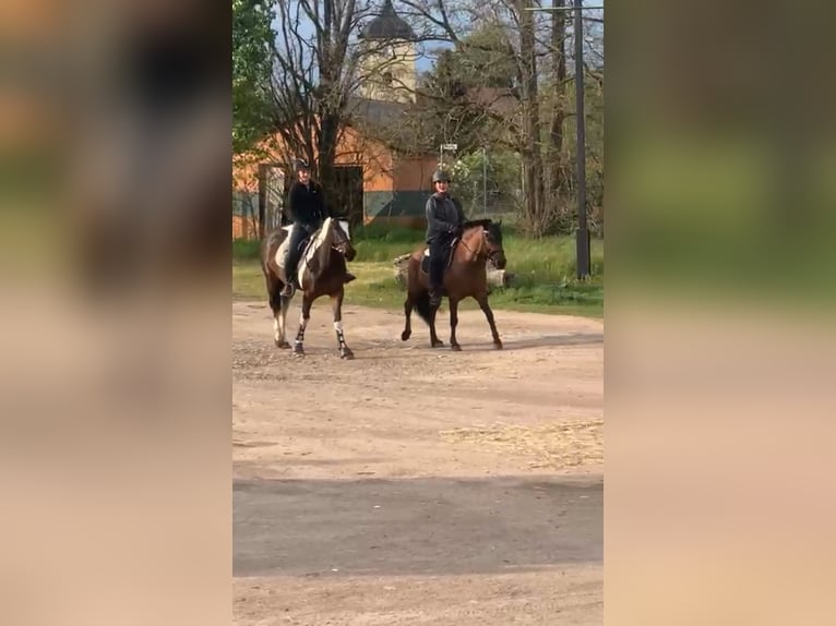 Pinto Klacz 6 lat 155 cm Srokata in Schönwalde