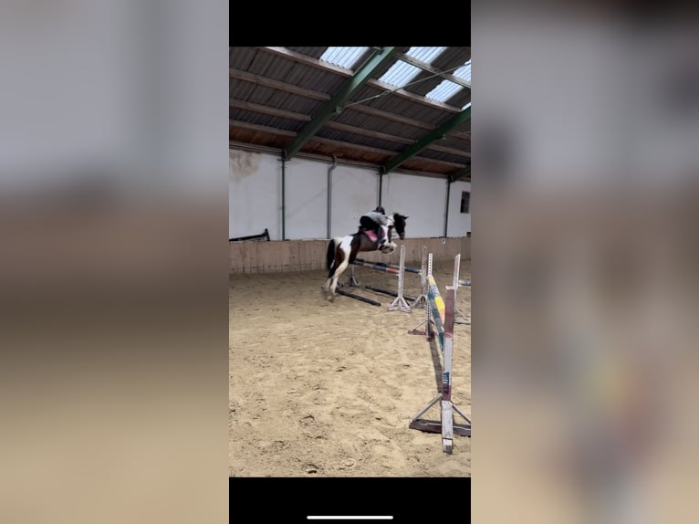 Pinto Mix Klacz 6 lat 162 cm Srokata in Tulln