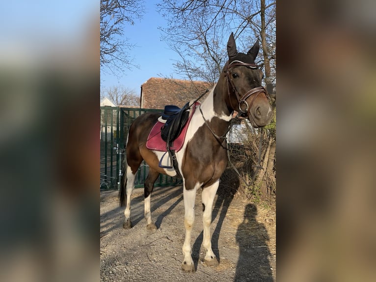 Pinto Mix Klacz 6 lat 162 cm Srokata in Tulln