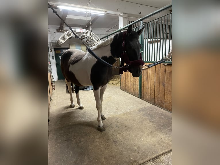 Pinto Mix Klacz 6 lat 162 cm Srokata in Tulln