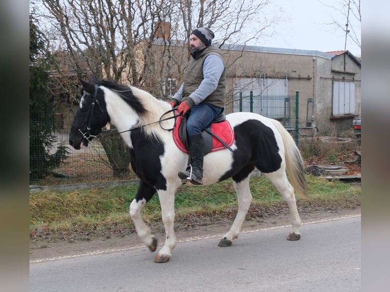 Pinto Mix Klacz 7 lat 150 cm Srokata in Buttstädt