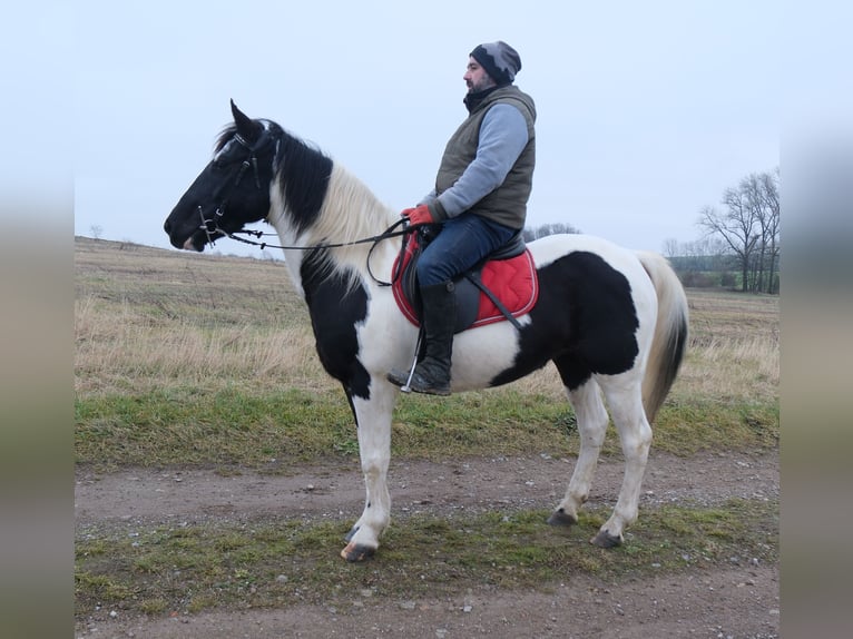 Pinto Mix Klacz 7 lat 150 cm Srokata in Buttstädt