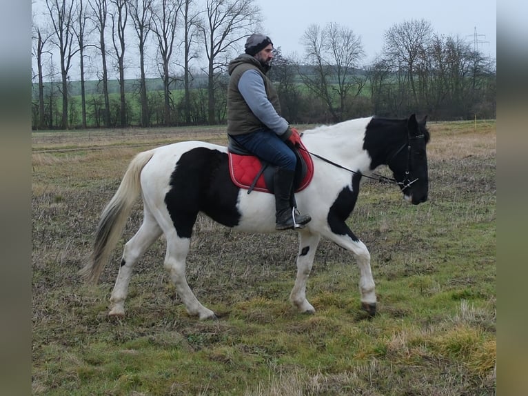 Pinto Mix Klacz 7 lat 152 cm Srokata in Buttstädt
