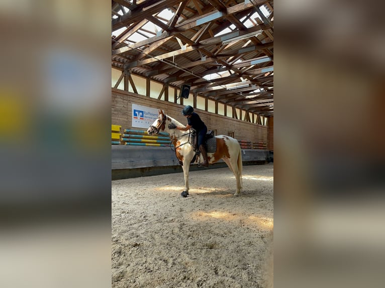 Pinto Mix Klacz 7 lat 157 cm Srokata in Schenklengsfeld