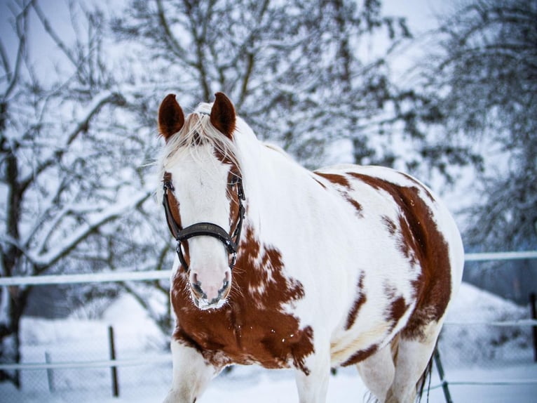 Pinto Mix Klacz 7 lat 157 cm Srokata in Schenklengsfeld