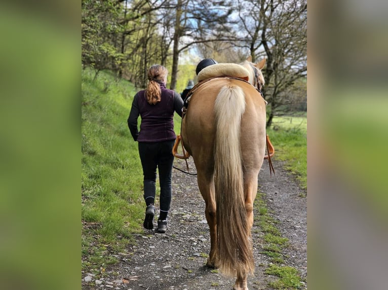 Pinto Klacz 7 lat 160 cm Izabelowata in Nadrin
