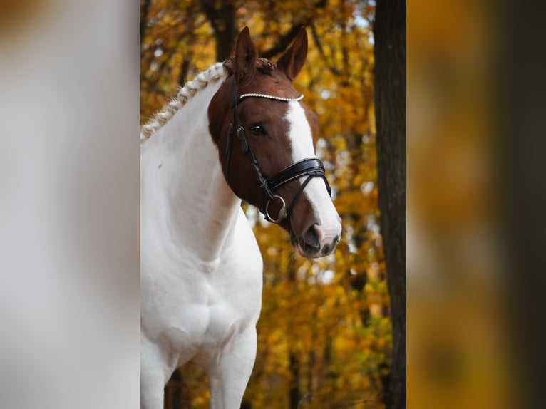 Pinto Klacz 7 lat 162 cm Srokata in Nettersheim