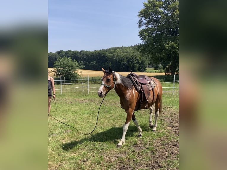 Pinto Mix Klacz 8 lat 158 cm Srokata in Recke