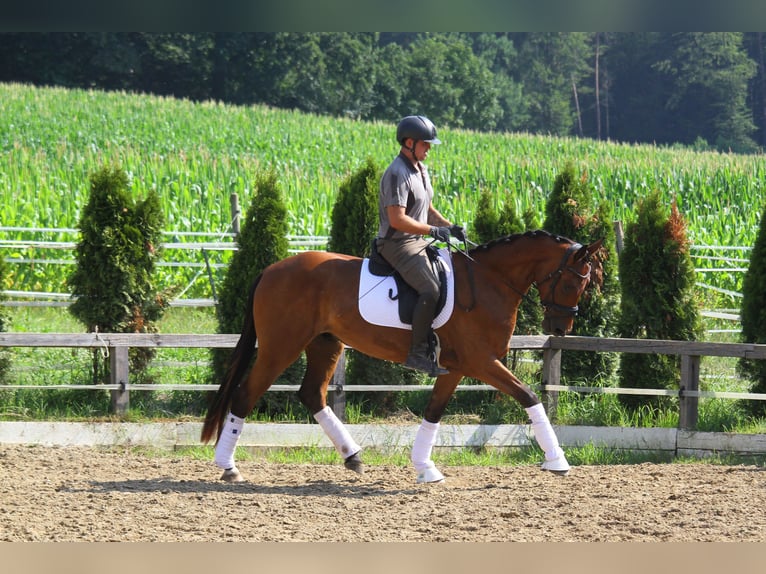 Pinto Klacz 8 lat 165 cm Srokata in St Marein bei Graz