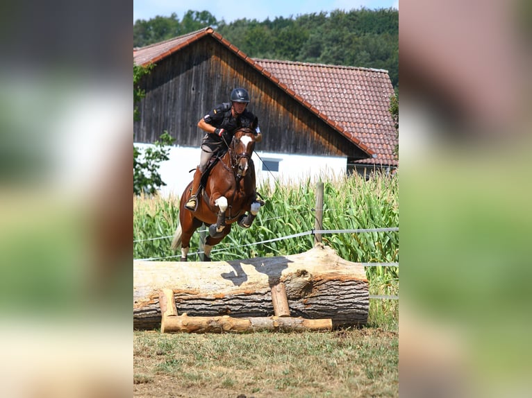 Pinto Klacz 8 lat 165 cm Srokata in St Marein bei Graz
