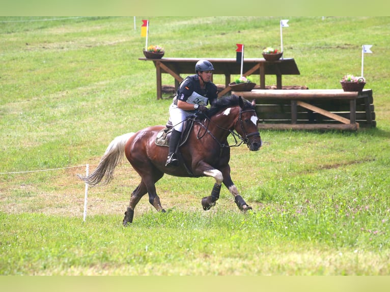 Pinto Klacz 8 lat 165 cm Srokata in St Marein bei Graz