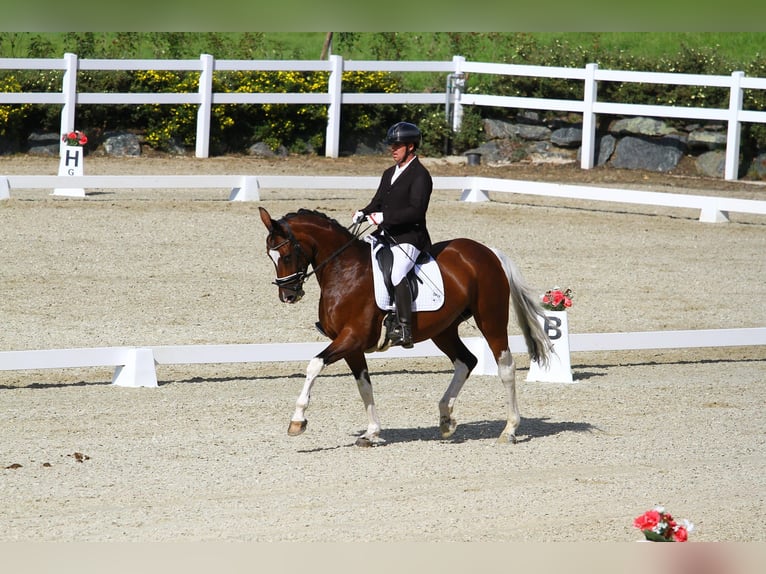 Pinto Klacz 8 lat 165 cm Srokata in St Marein bei Graz